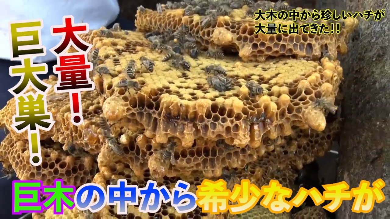 希少な蜂が怒って刺した！？こんなところから巨大巣が！！