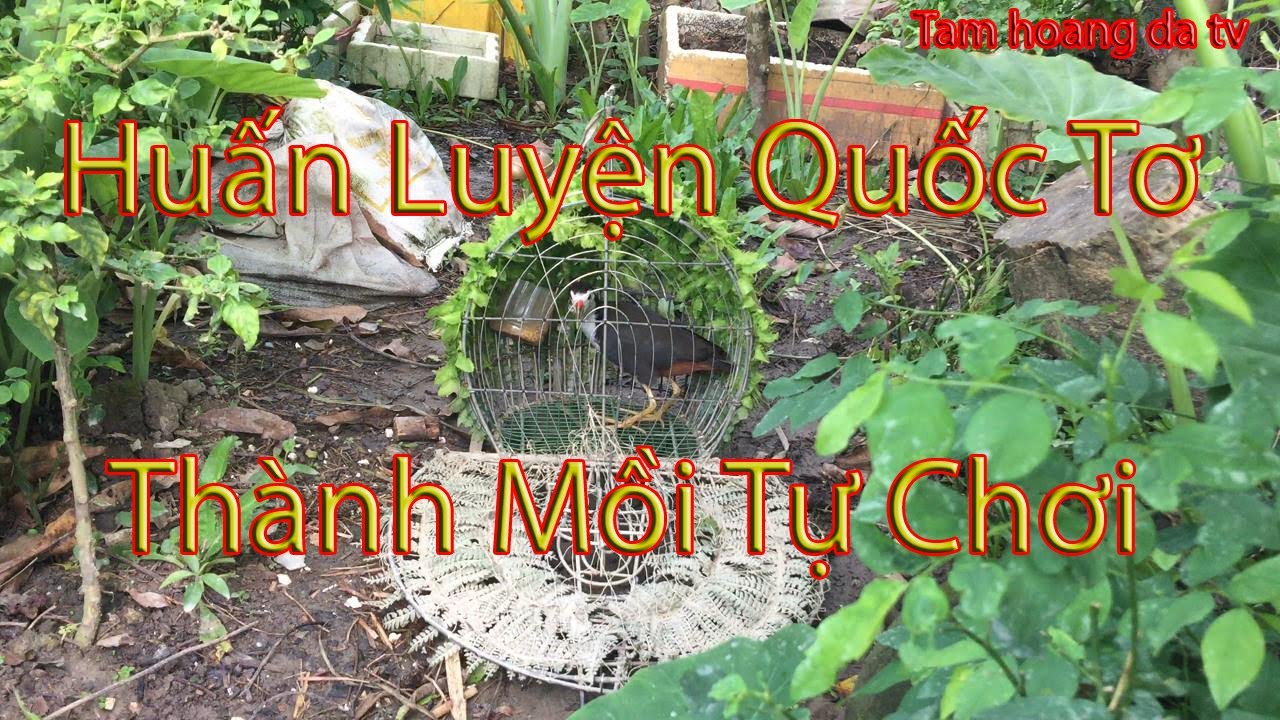 Chia Sẽ Kinh Nghiệm Huấn Luyện Quốc Tơ Thành Mồi  Tự Chơi/Tam Hoang Da TV