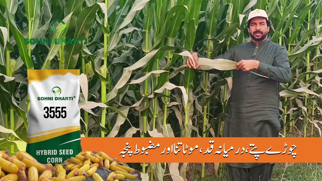Farmer testimonial: Hybrid corn seed 3555 Excellent results