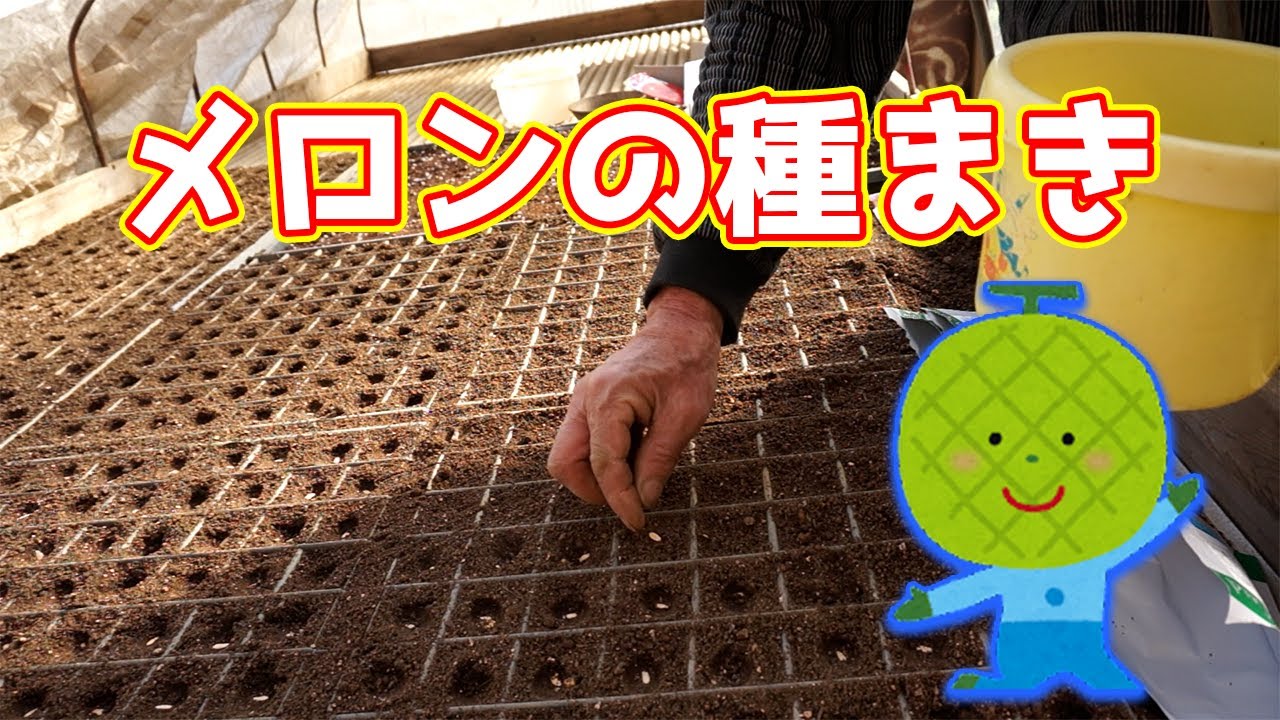 【2022年】メロンの種まき
