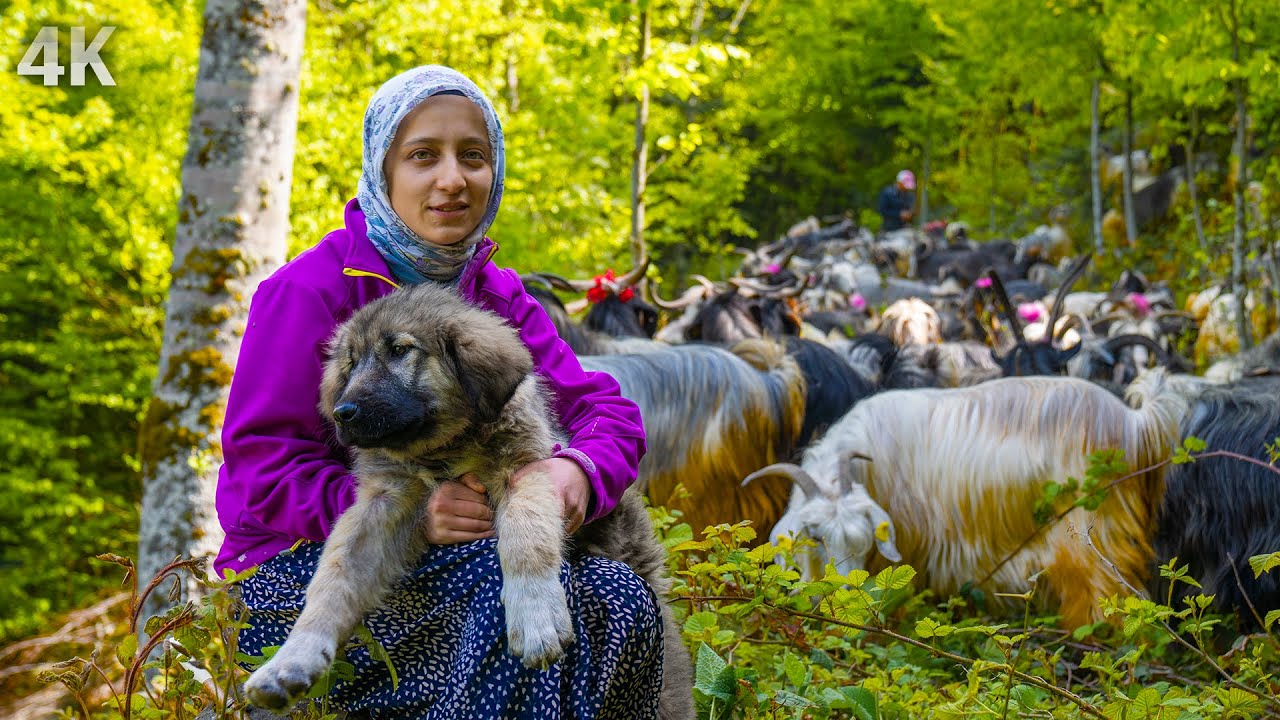 Деревенская жизнь девушки и ее семьи в горах – мирная жизнь вдали от цивилизации| Документальный-4К