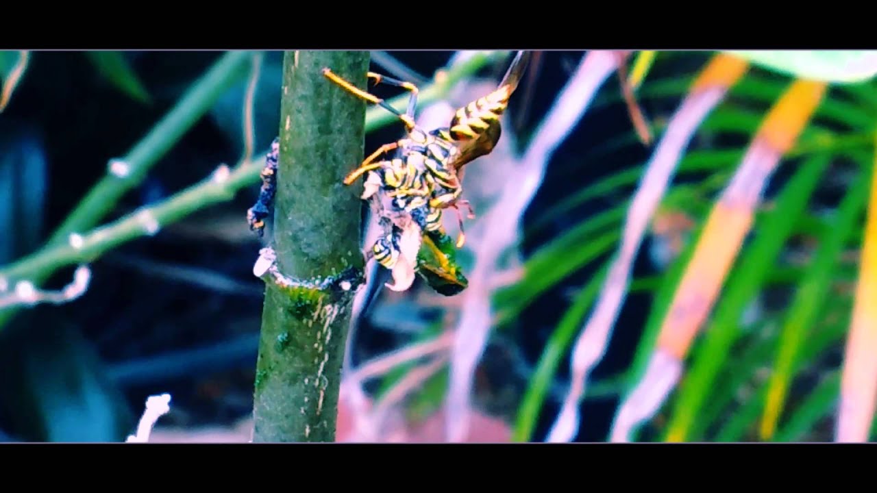 Paper wasp eating monarch caterpillar