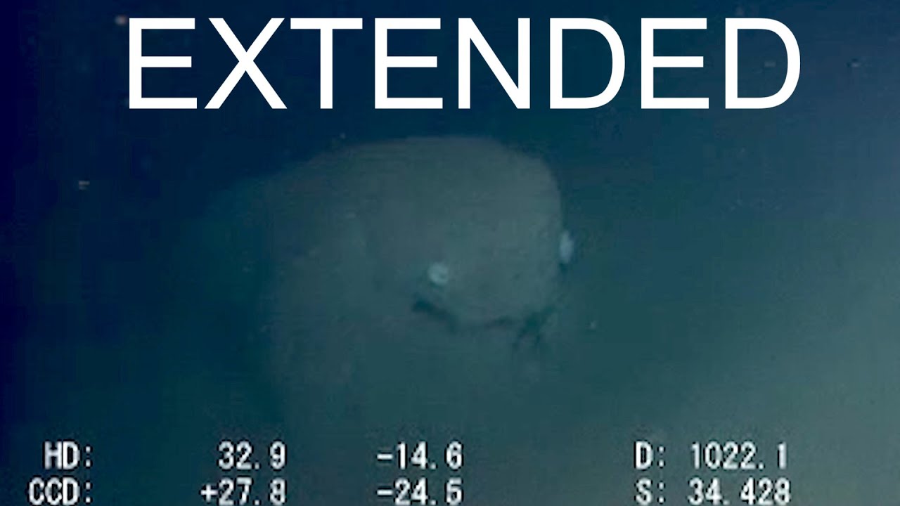 Strange Sagami Bay Encounter - Extended ROV Footage