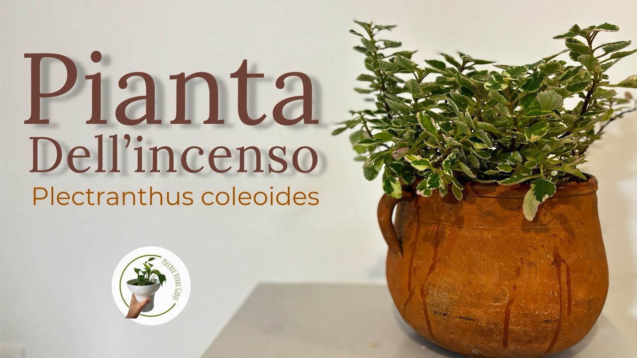 Pianta dell’incenso - Plectrantus coleoides