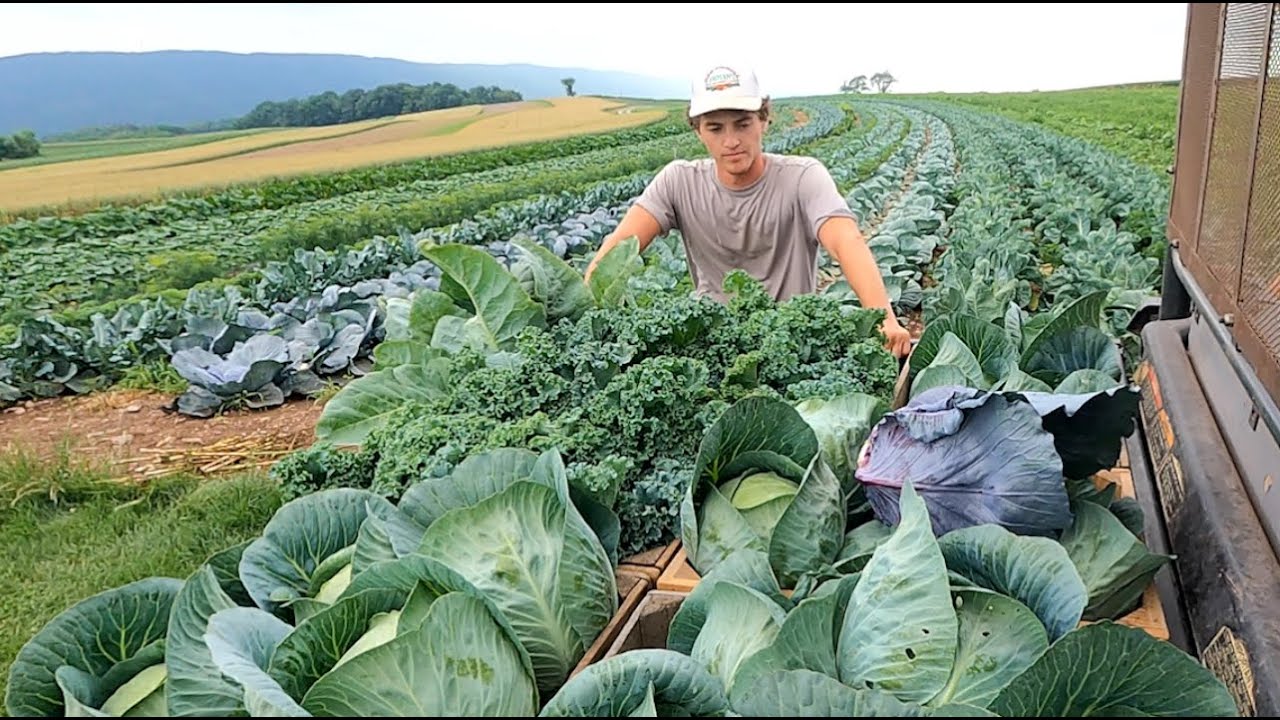 Early Season Vegetable Harvest