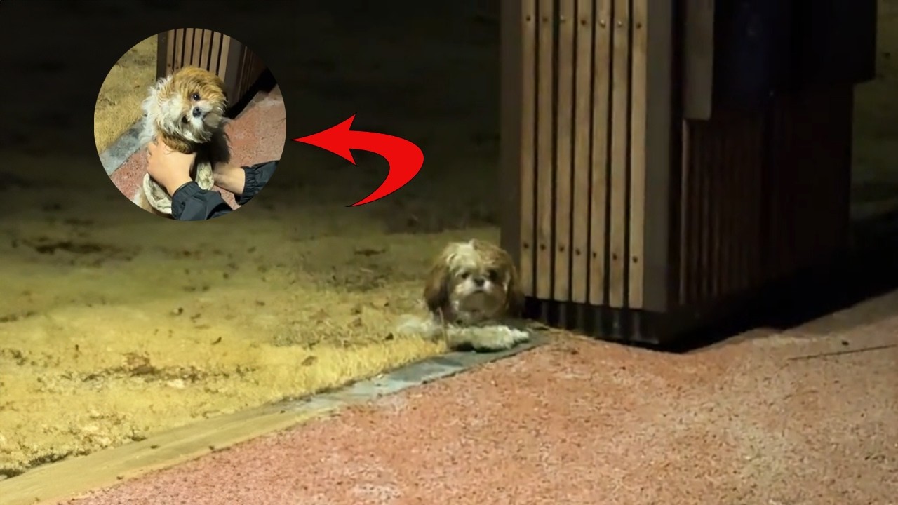Wearing a Dirty, Torn Coat, the Puppy Stayed Where She Was Abandoned