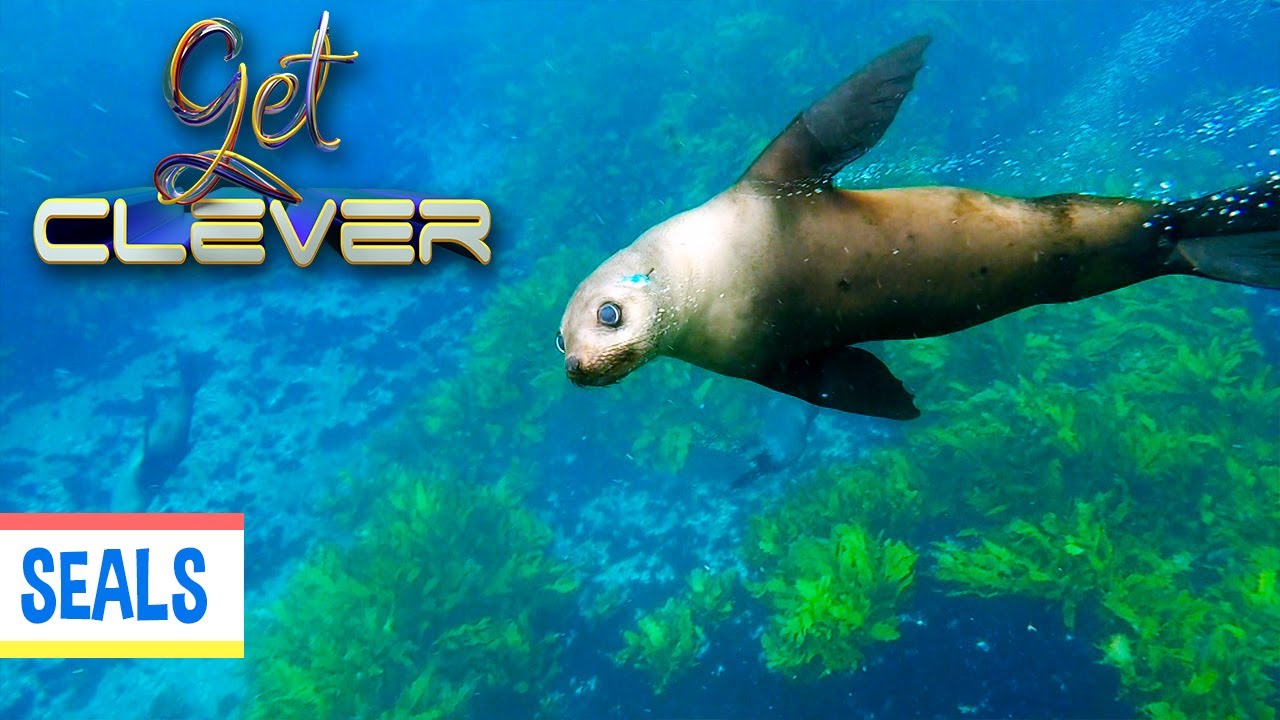 Swimming With The Seals | GET CLEVER | EP53