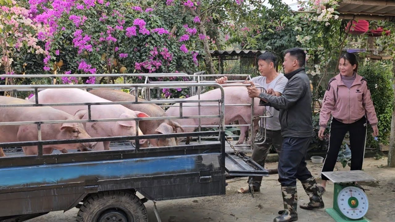 Pig prices rise, supply is scarce, pig farmers have no pigs to sell ( Ep 325 )