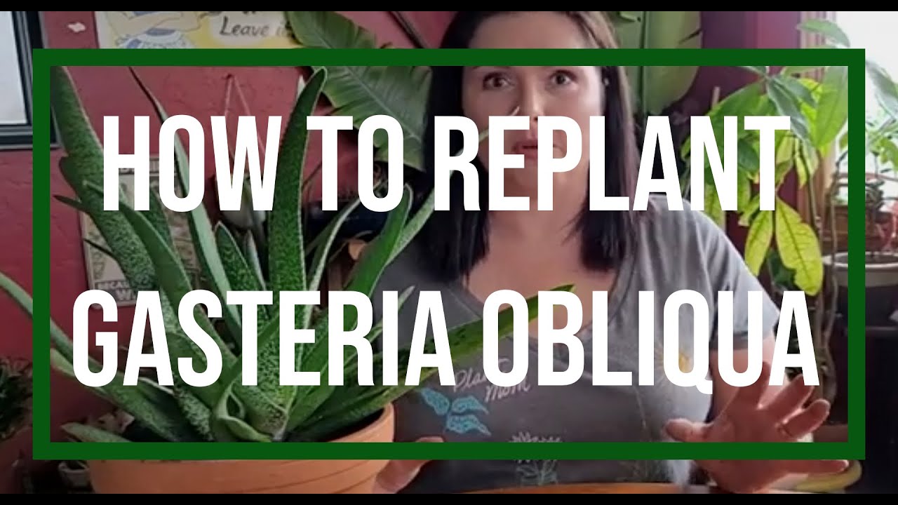 How to replant Gasteria Obliqua