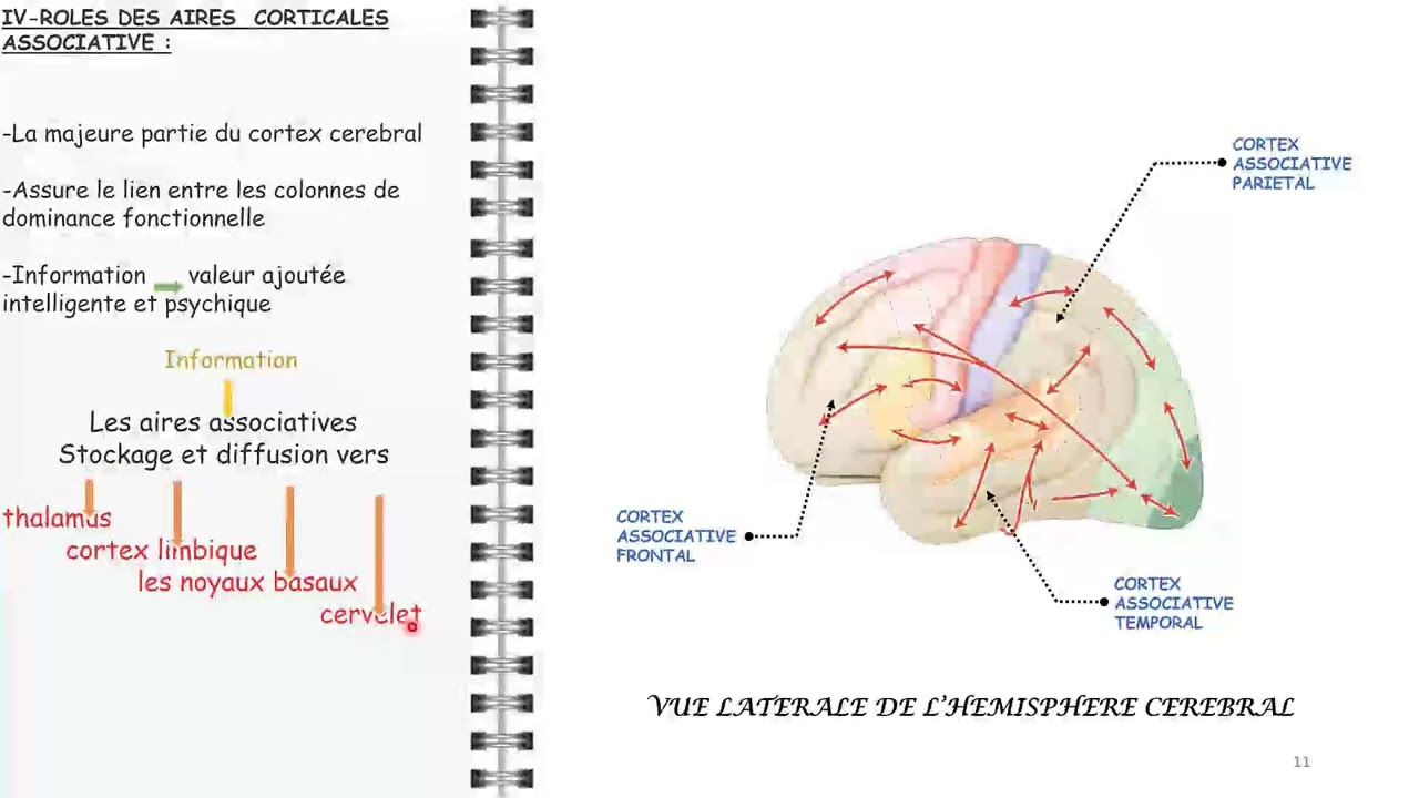 ANATOMIE FMPM AIRES CORTICALES