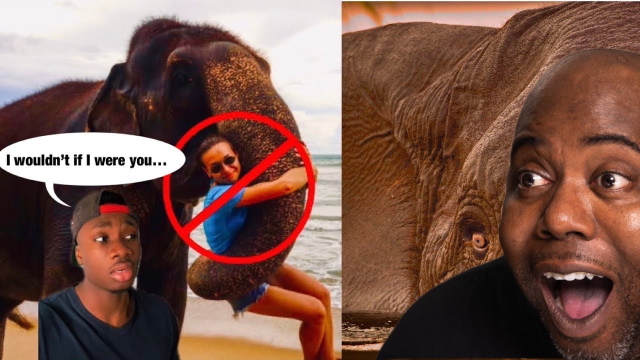 Why Elephants DON’T Think You’re Cute