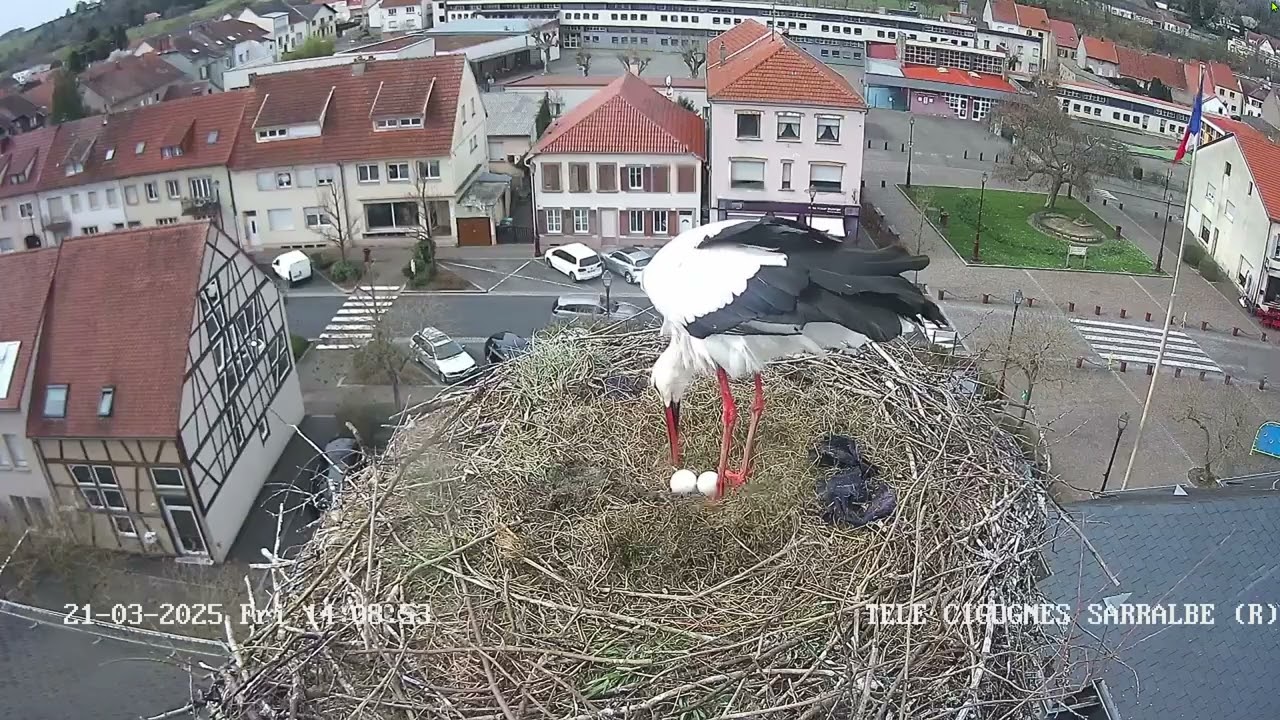 Ville de Sarralbe   Télé Cigognes   Webcam Live Sarralbe, Moselle   Google Chrome 2025 03 21 14 05 4