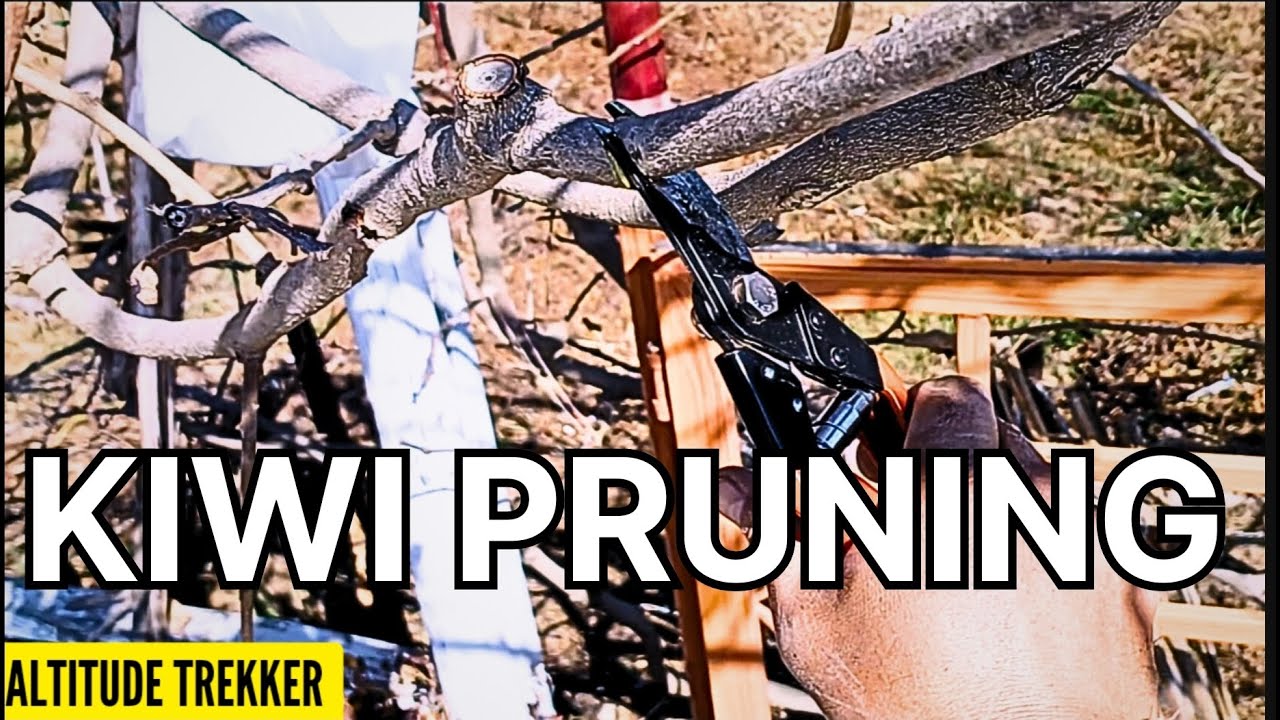 Training and Pruning of Kiwi Plant | How to Prune Kiwi Tree | Kiwi pruning