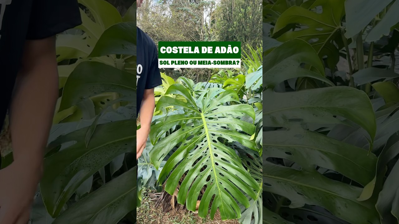 Costela de Ad&atilde;o, onde plantar?