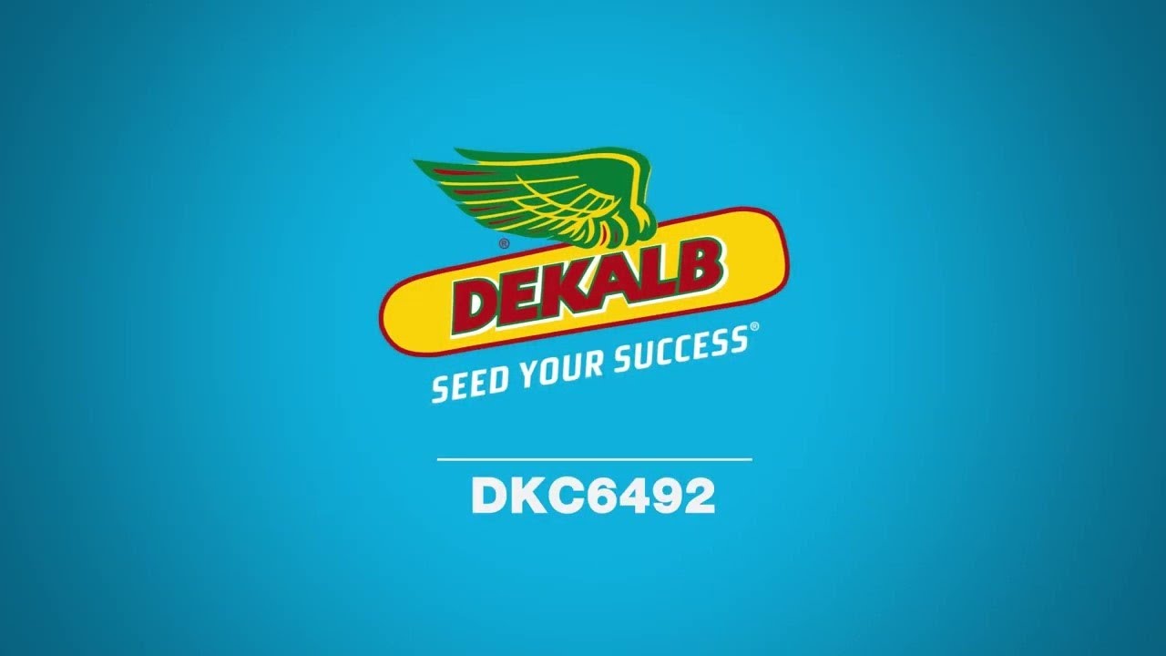 DKC6492 - L&rsquo;ibrido che coniuga produzioni e qualit&agrave;, in granella e trinciato