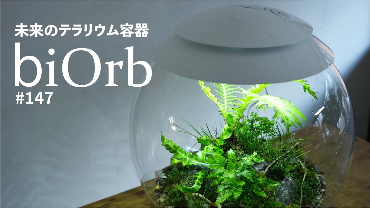 超大型テラリウム容器biOrbバイオーブ【商品レビュー】 #147