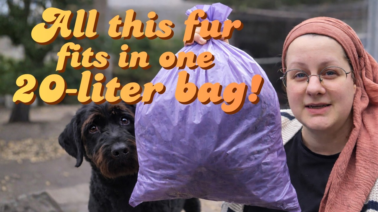 Весенний уход за нашей лабрадудл | Один мешок шерсти объемом 20 литров