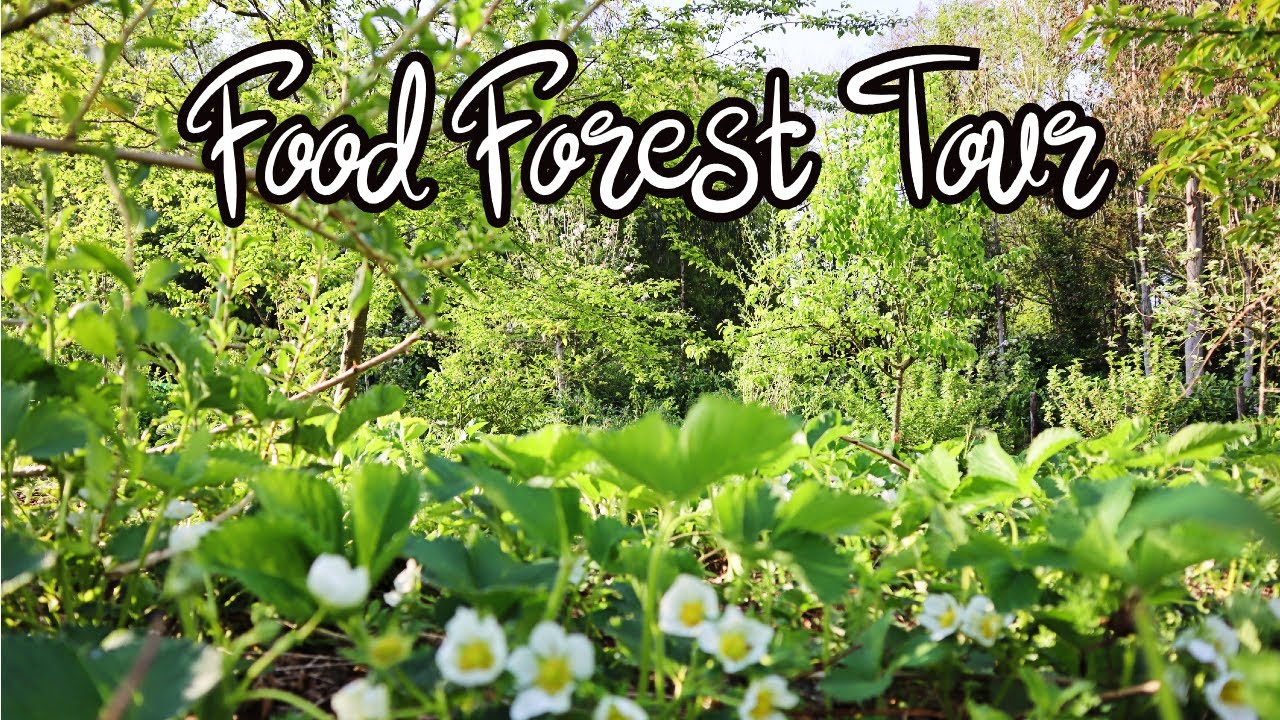 Food Forest Tour UK - Year 4 - Zone 9A - Late Spring Forest Garden
