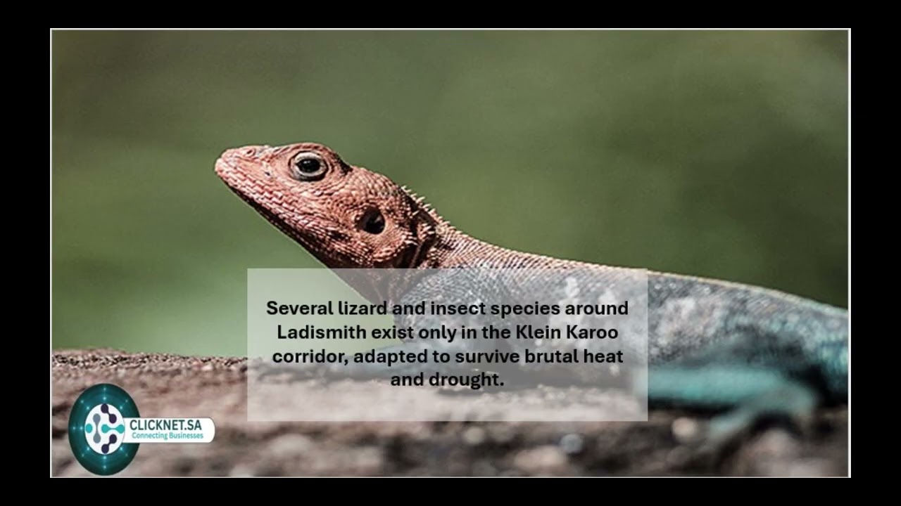 Discover Ladismith, Western Cape | Klein Karoo Town, Rare History | Clicknetsa