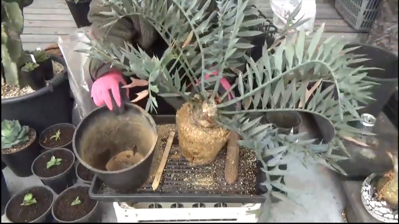【ホリダスとチタノタの植え替え(雑談)】※長いので２倍速視聴おすすめ