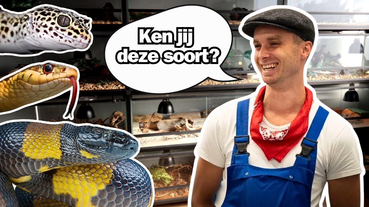 Bijzondere Luipaardgekko's, Prachtige Kousenbandslangen & MEER! | Op Bezoek bij De Reptielenboer!