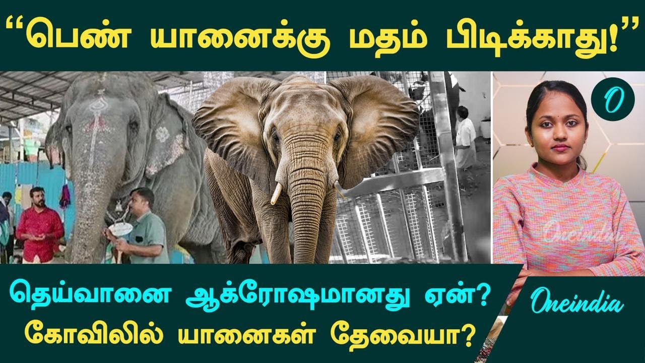 Thiruchendur Elephant 