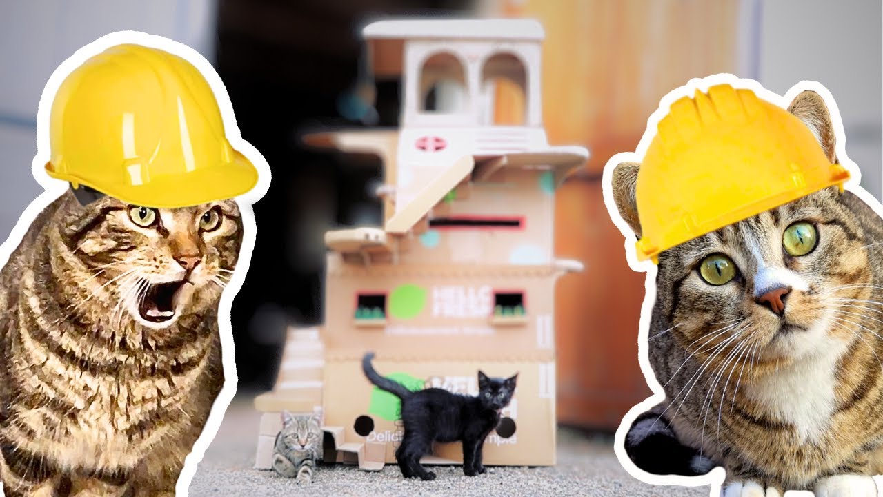 Une maison en carton XXL pour chatons