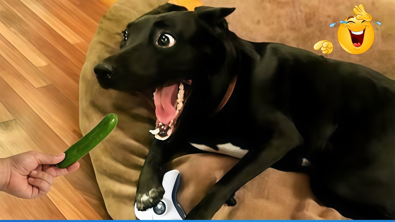 Super Funny Animal Video Clips  😹🐶 The Funniest Cat & Dog Moments Compilation 😁