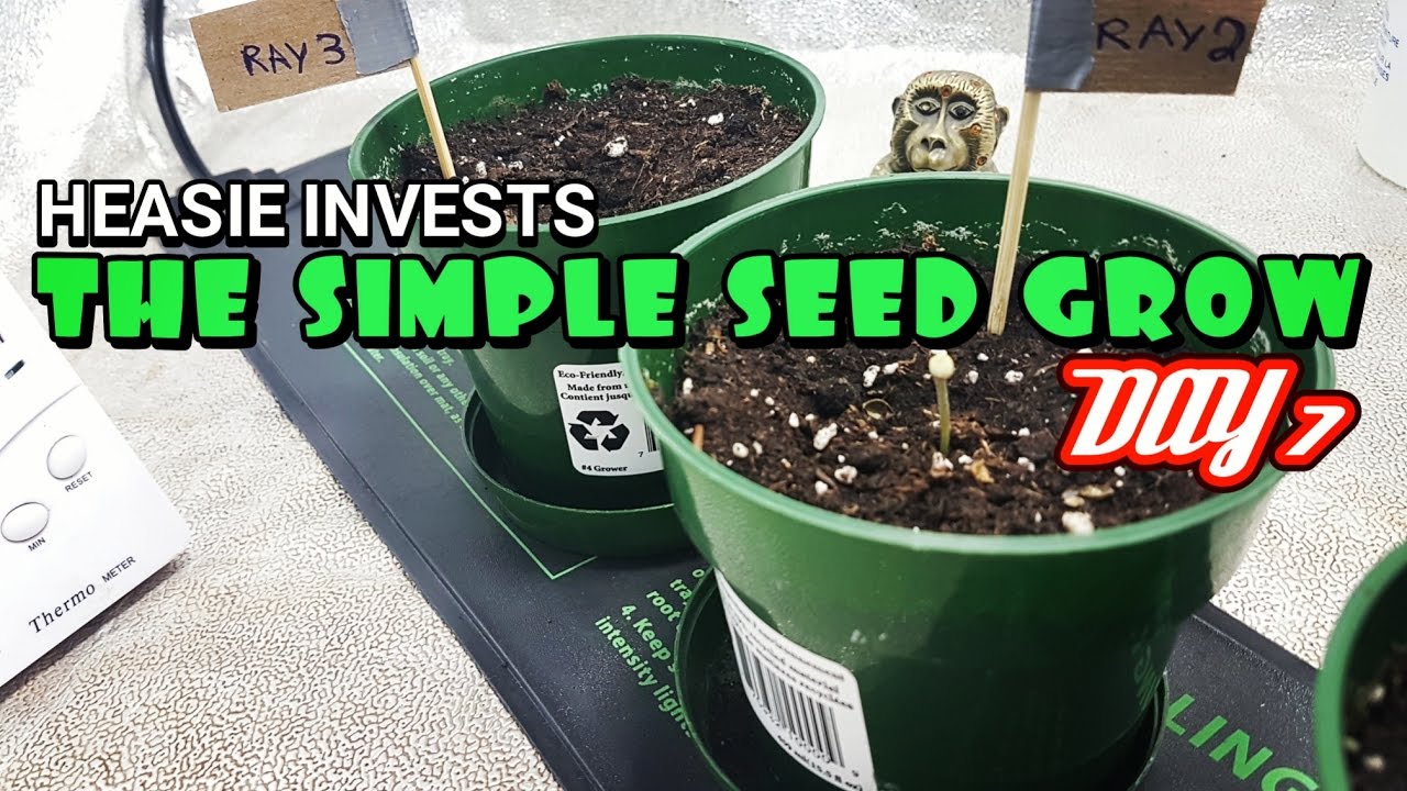 The Simple Seed Grow: Day 7 (veg) - A proper way to remove a shell from a cannabis seedling