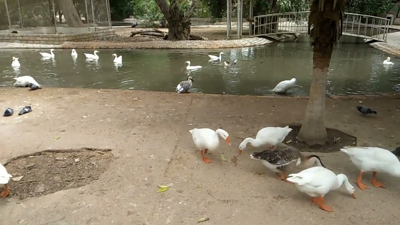 Ducks shorts video