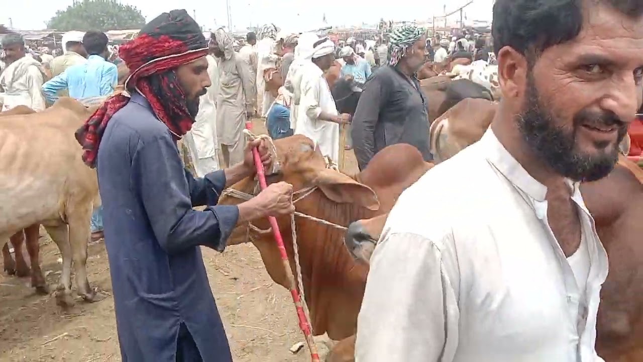 شاہ پور کانجرہ منڈی لاہور اج کے ریٹ!shahpur kangra mandi lahore rates today 19-07-23