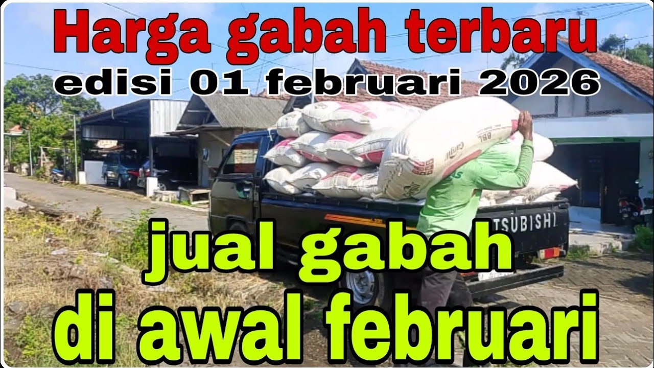 Harga gabah hari ini 01 februari 2026@Petanimuda2putra 