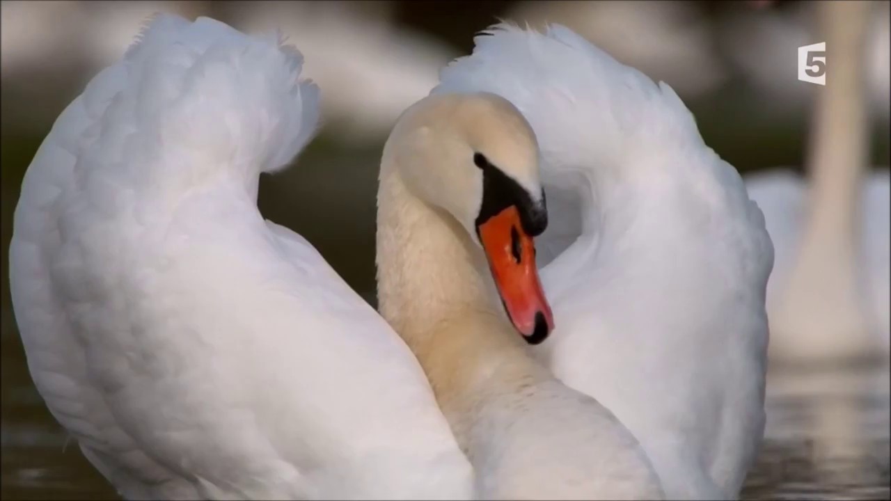 Le cygne naissance, élevage et départ autour du chateau de Chenonceau 8min27 Y