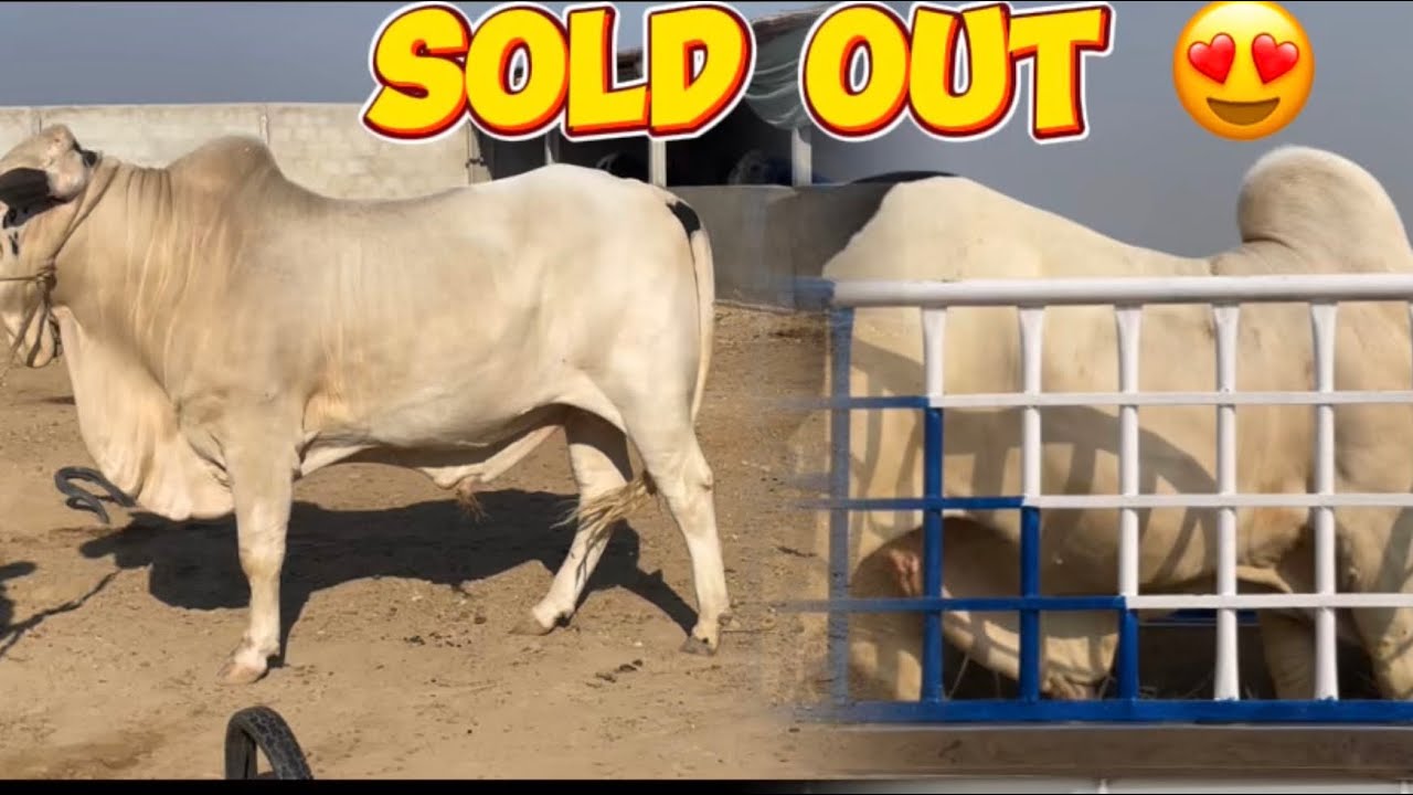 Alhamdulillah 2 beauties sold out 😍 Angraiz or panda ka before after || fammyofficial 