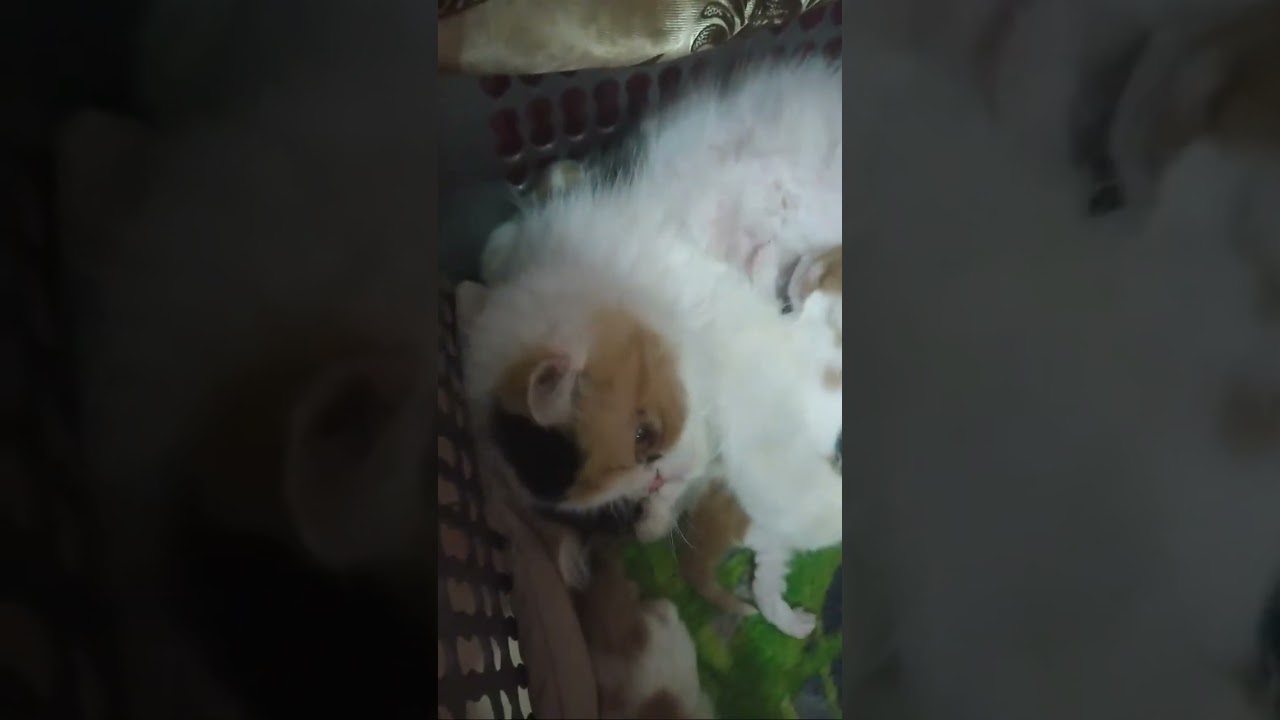 Lucu nya anak kucing persia pesek baru umur 2 minggu 😻