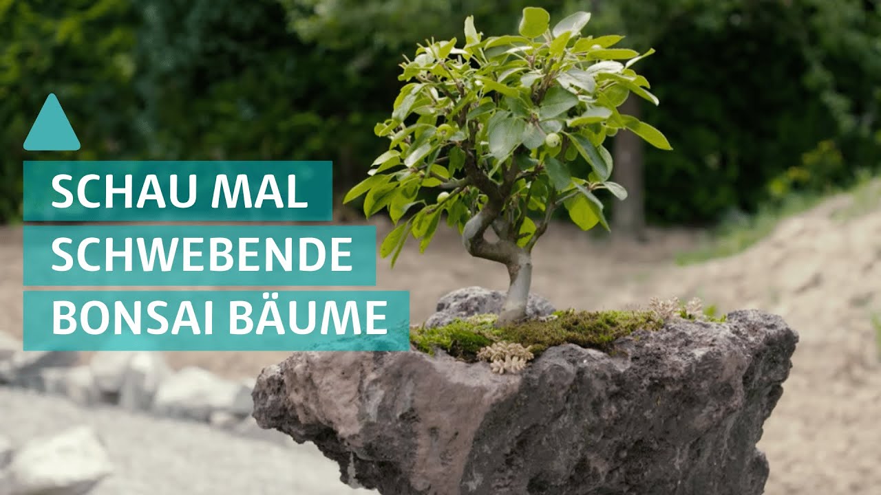 Bonsai: Bonsaibäume als schwebende Gärten - BAUEN & WOHNEN