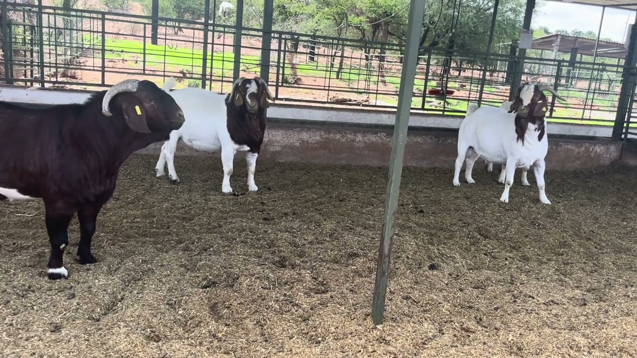 Chivos B&oacute;er, Rancho Las Ardillas