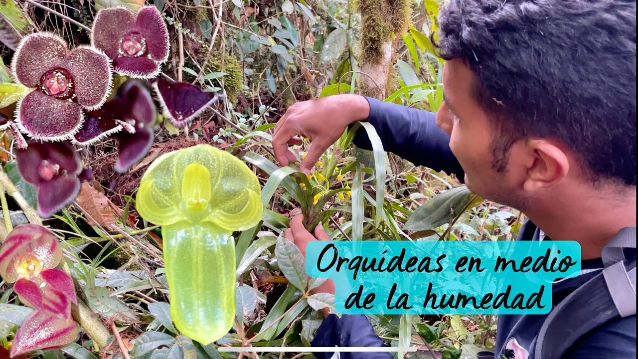 ORQUÍDEAS en medio DE LA HUMEDAD