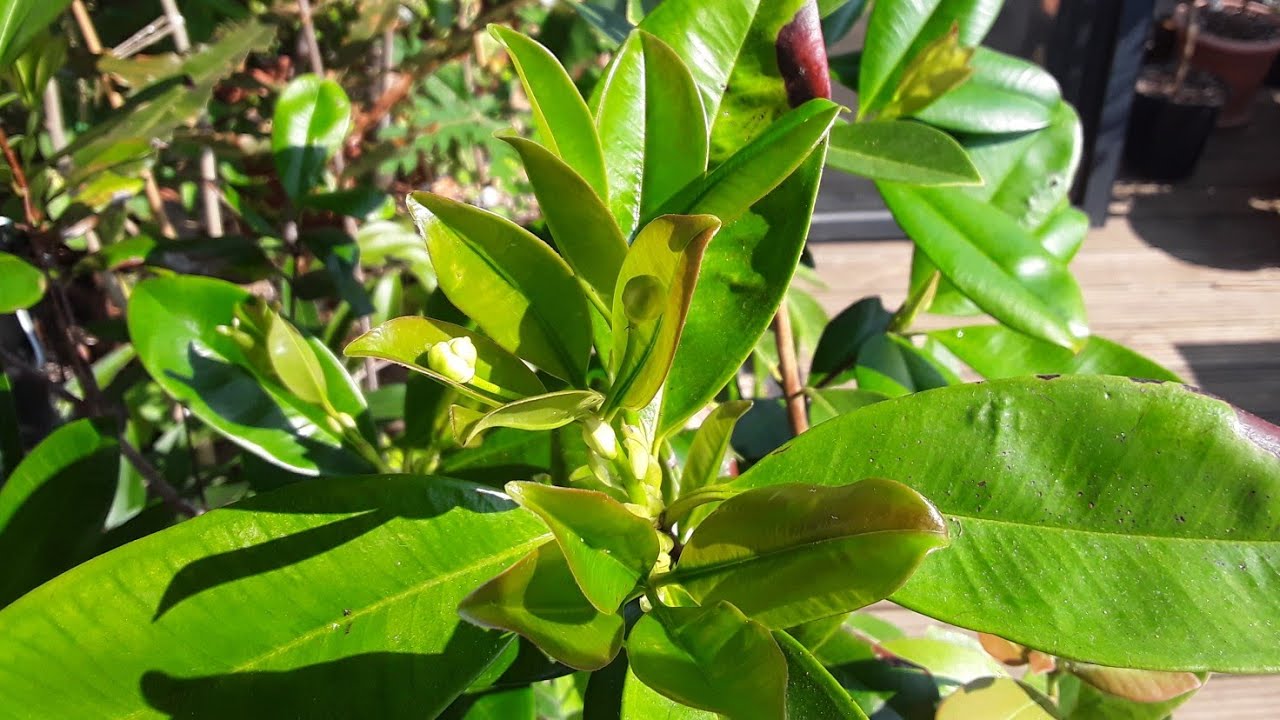 Grumichama ( Eugenia Brasiliensis ) throws me a massive surprise 😲😲🎉🎉