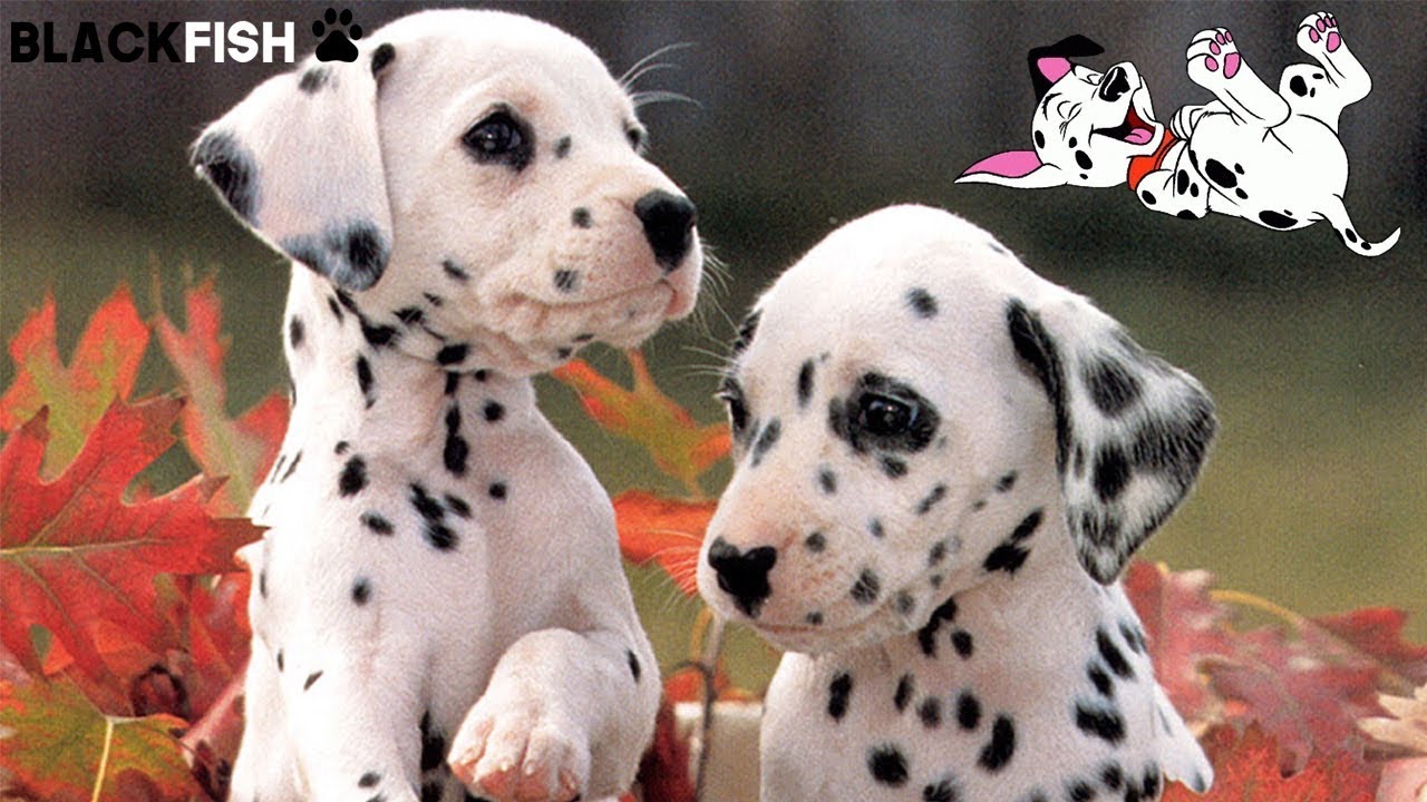 Adorabili cuccioli di DALMATA