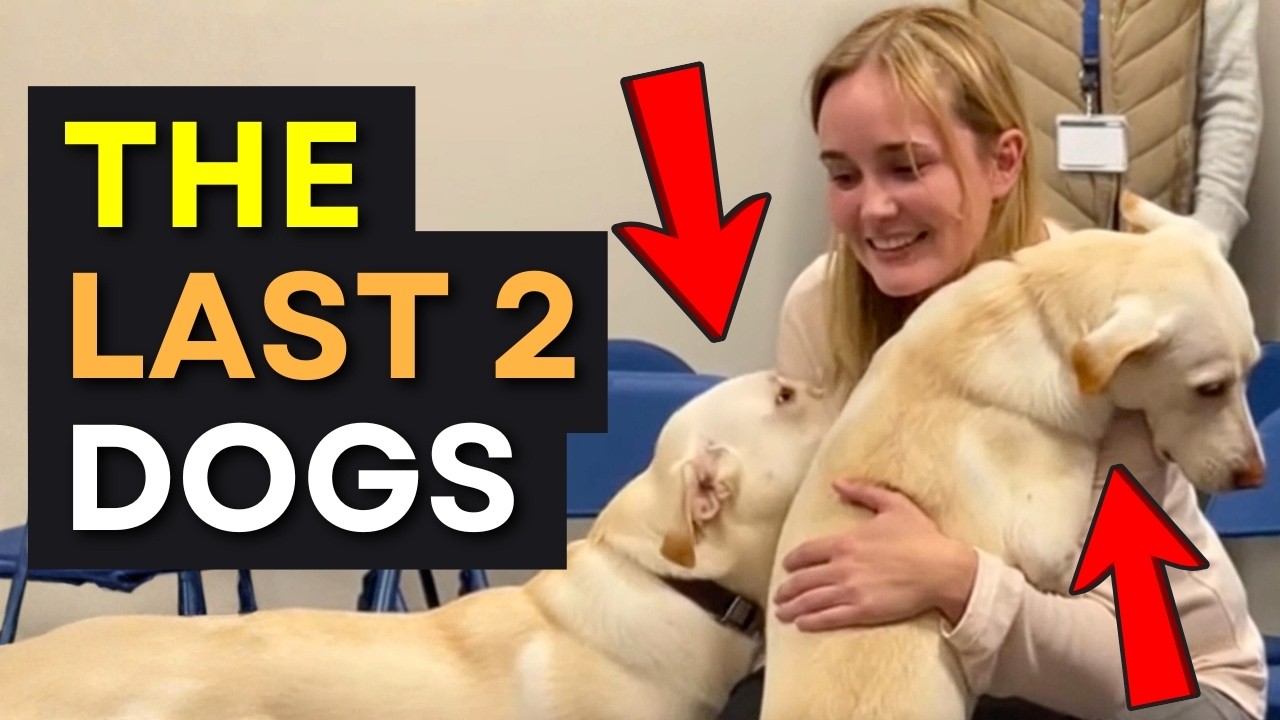 Dogs Know Who Their Human Is &ndash; Blindfolded Test Proves It