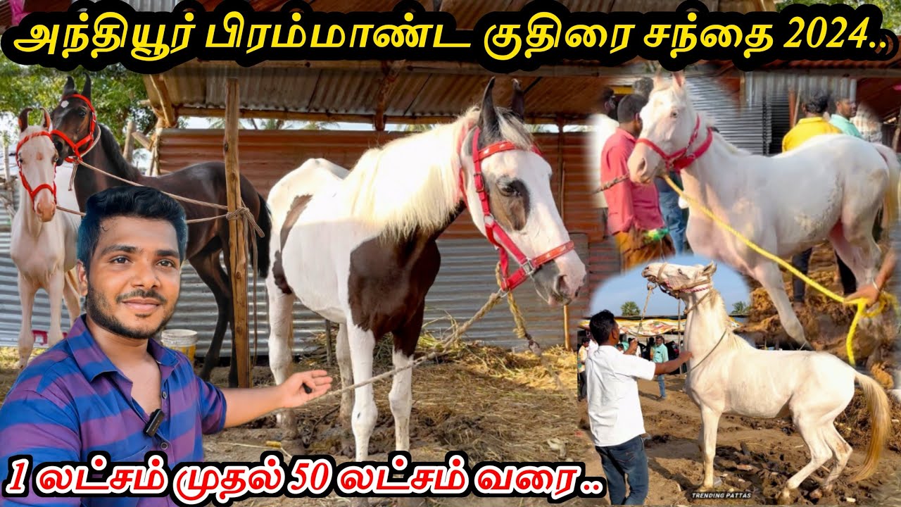 ANTHIYUR KUTHIRAI SANTHAI 2024 | ANTHIYUR HORSE MARKET 2024 #anthiyur #horse #horsemarket #2024 #new