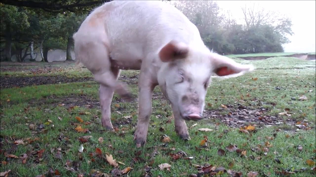 New Forest Pigs