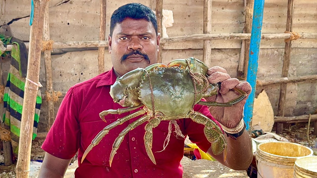 KASIMEDU SELVAM CRAB  CUTTING | CRAB CUTTING SKILLS | CRAB CUTTING | #KASIMEDU | UK SONS MARINE
