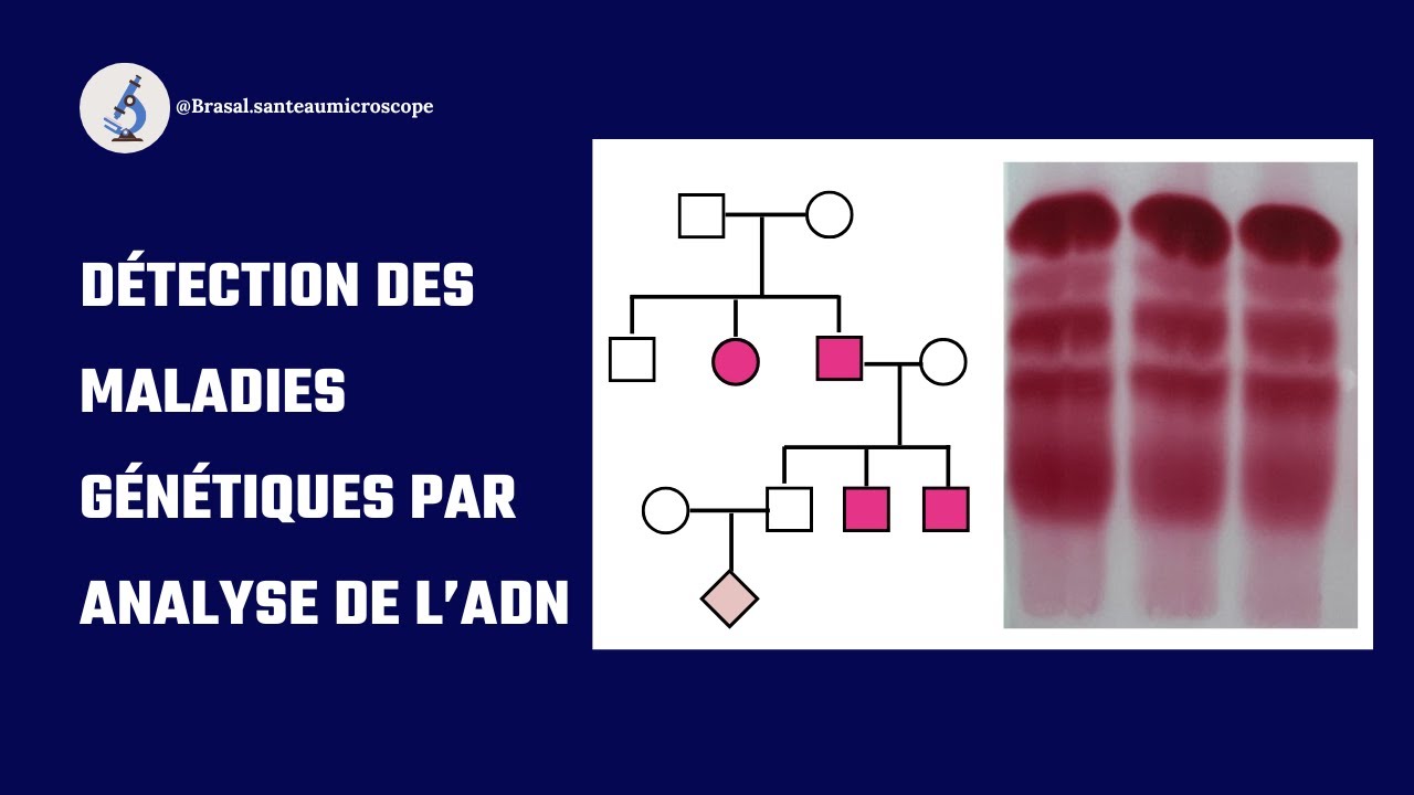 L’Analyse De l’ADN Par Électrophorèse :  Un Outil Clé En Génétique Humaine