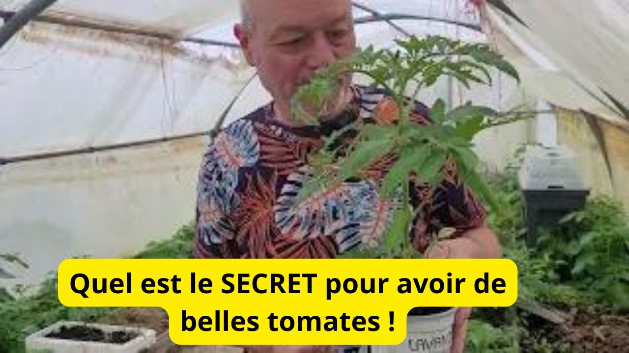 Comment réussir ses tomates au jardin  ,,,,  comment bichonner vos tomates ?