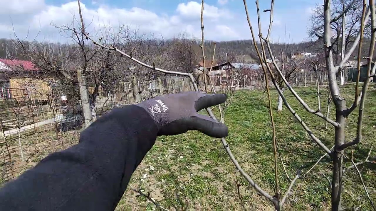 Tăierea soiului de păr Napoca format cu ax central 🍐