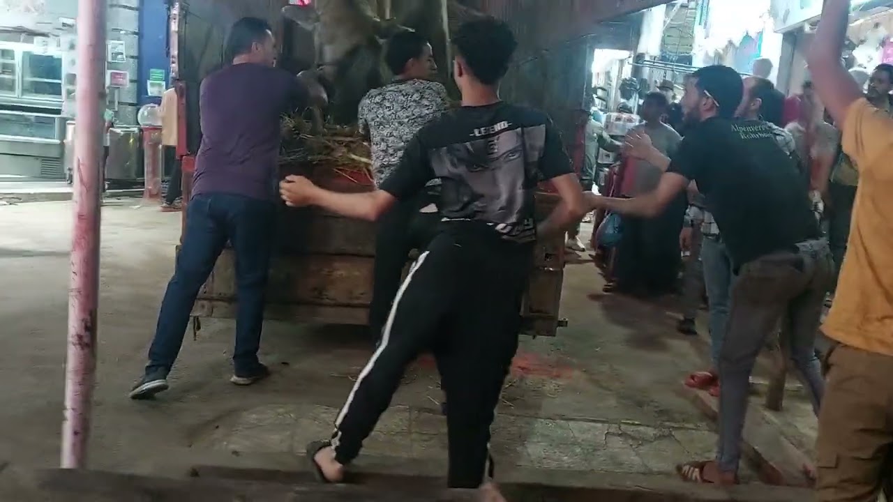تنزيل عجل جموس لاجزء٢