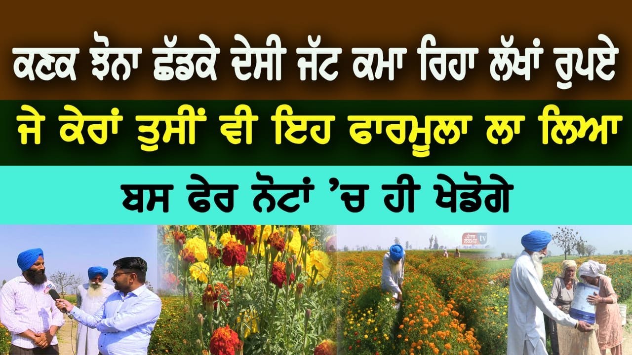 ਗੇਂਦੇ ਦੀ ਖੇਤੀ, ਕਮਾਈ ਸਮੇਤ ਪੂਰੀ ਜਾਣਕਾਰੀ | How To Grow Marigold Farming in Punjab | Marigold Crop |