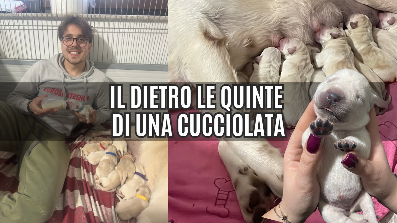 TUTTO IL DIETRO LE QUINTE della CUCCIOLATA di CLOE -  Cuccioli Labrador Primavera 2025